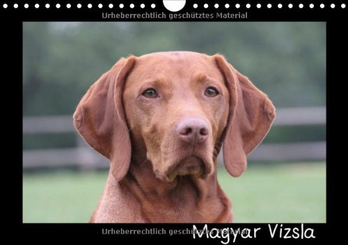 Magyar Vizsla (Wandkalender 2014 DIN A4 quer): Kalender mit schönen Fotos der Hunderasse Magyar Vizsla (Monatskalender, 14 Seiten)