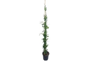 GARDEN CENTER SHOP BY VM PLANTA TREPADORA NATURAL JASMINUM OFFICINALIS M20 110CM (JAZMIN COMUN) PARA EXTERIOR