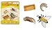 Price comparison product image Life Cycle of a Honey Bee by Safari Ltd by Safari Ltd