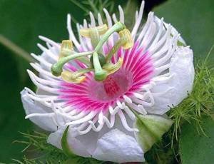 Passiflora foetida 5 samen, weisse Passionsblume
