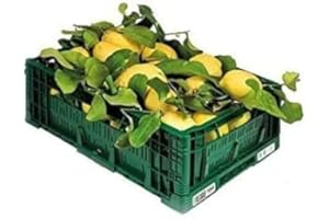GENERICO LIMONI NON TRATTATI e GARANTITI BUCCIA EDIBILE - 9 KG - CALIBRO MISTO - Giardino Digitale - Prodotti in Calabria - ITALIA