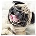 CCTUSGSH Funny Cute Pug Dog Cotton Throw Pillow Case Cushion Cover 18 X 18 Inches One Side
