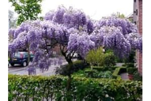 SVI Japanese Wisteria FLORIBUNDA Rare Vine Flowering Purple Wood Tree Seed 10 Seeds