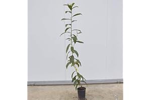 MONDOPIANTE Albero di Nespolo Giapponese 3 anni