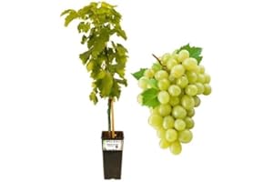 P. Piantine da Orto | Apirene Bianca Vite Senza Semi, Vaso da 2L, Pianta Pronta per Il Trapianto, Pianta Vera da Orto, da Balcone e da Esterno, Vivaio Italiano