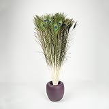 Auténtica Naturaleza plumas de pavo real