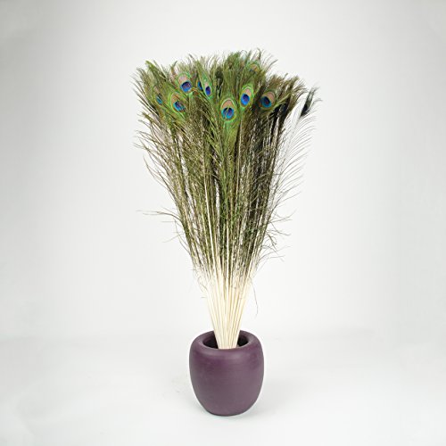 10 echte Pfauenfedern ca.90-100cm lange Federn Deko