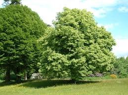 Lindenbäumchen Mini ca. 10-20cm Sommerlinde Tilia platyphyllos für Garten, Balkon oder das Fensterbrett – Original Rheintallinde aus dem Elsass – Saisonware – Zuchtqualität - 2