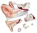 Produktbild Echthaar Professionelle New Style GIANT Ohr Gelenk Simulation Modell Medical Anatomie Typ: yr-h-xc-303 C