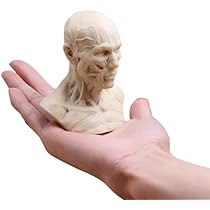 Mini Human Skull Model – Palm-Sized Anatomy Model With Movable Jaw, 3-Part Design For Medical Study & Art Sketching