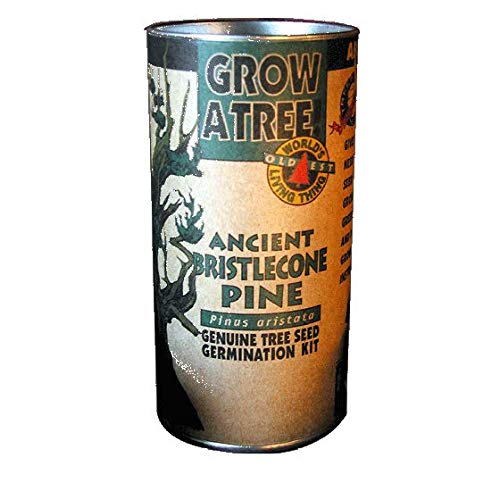 Preisvergleich Produktbild Portal Cool Die Jonsteen Company - Bristlecone Pine