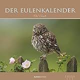  Der Eulenkalender 2020 - Eulen - Owls - Bildkalender (33 x 33) - Tierkalender - Wandkalender