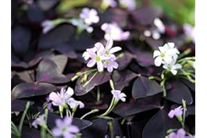 FLORIANA-BULBOSE Bulbi da Fiore (15 X Oxalis triangularis)