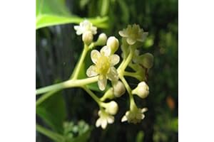 MONDOPIANTE Albero Cinnamomum Camphora Vaso 7cm