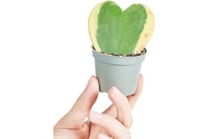 PLNTS - Baby Hoya Hoya Kerrii Albomarginata - Zimmerpflanzen, Pflanzen Echt, Nachhaltige Verpackung - 6cm Topf - Höhe 10cm - Direkt von der Gärtnerei