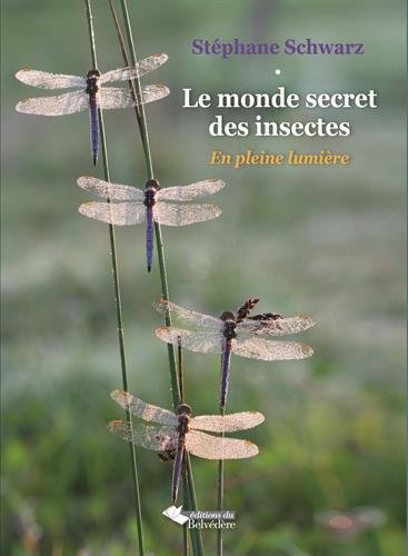 Le monde secret des insectes : En pleine lumière