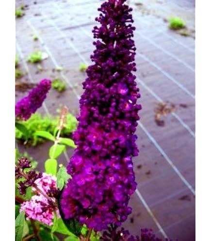 Buddleja davi. Wisteria Lane 25-30 cm Schmetterlingsflieder Sommerflieder -  Fliederspeer : Amazon.de: Garten