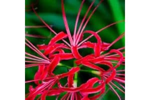 SVI Comprar semillas araña roja flor del lirio 240pcs flor de la planta de Lycoris radiata Jardín