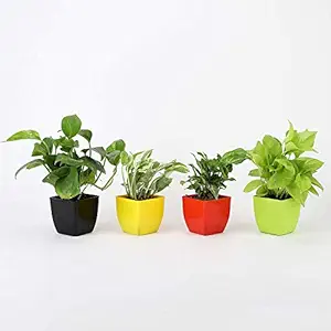 Pots & Plants Combo of Good Luck Green Money Plant White Pothos Plant Syngonium Plant and Golden Money Plant in Plastic Pot