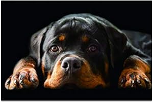 ELETINA Rottweiler Kit de peinture à l'huile à pigments par numéros pour adultes, peinture acrylique par numéros pour dessin, décoration murale, cadeau 40,6 x 50,8 cm