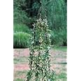 GAP GARDEN PRODUCTS Medium Classic Climbing Column