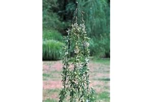 GAP GARDEN PRODUCTS Small Classic Climbing Column