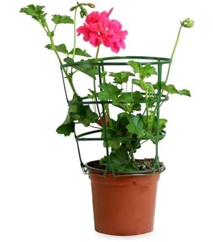 Citronela Planta Plantas De Primavera/verano Pelargonium