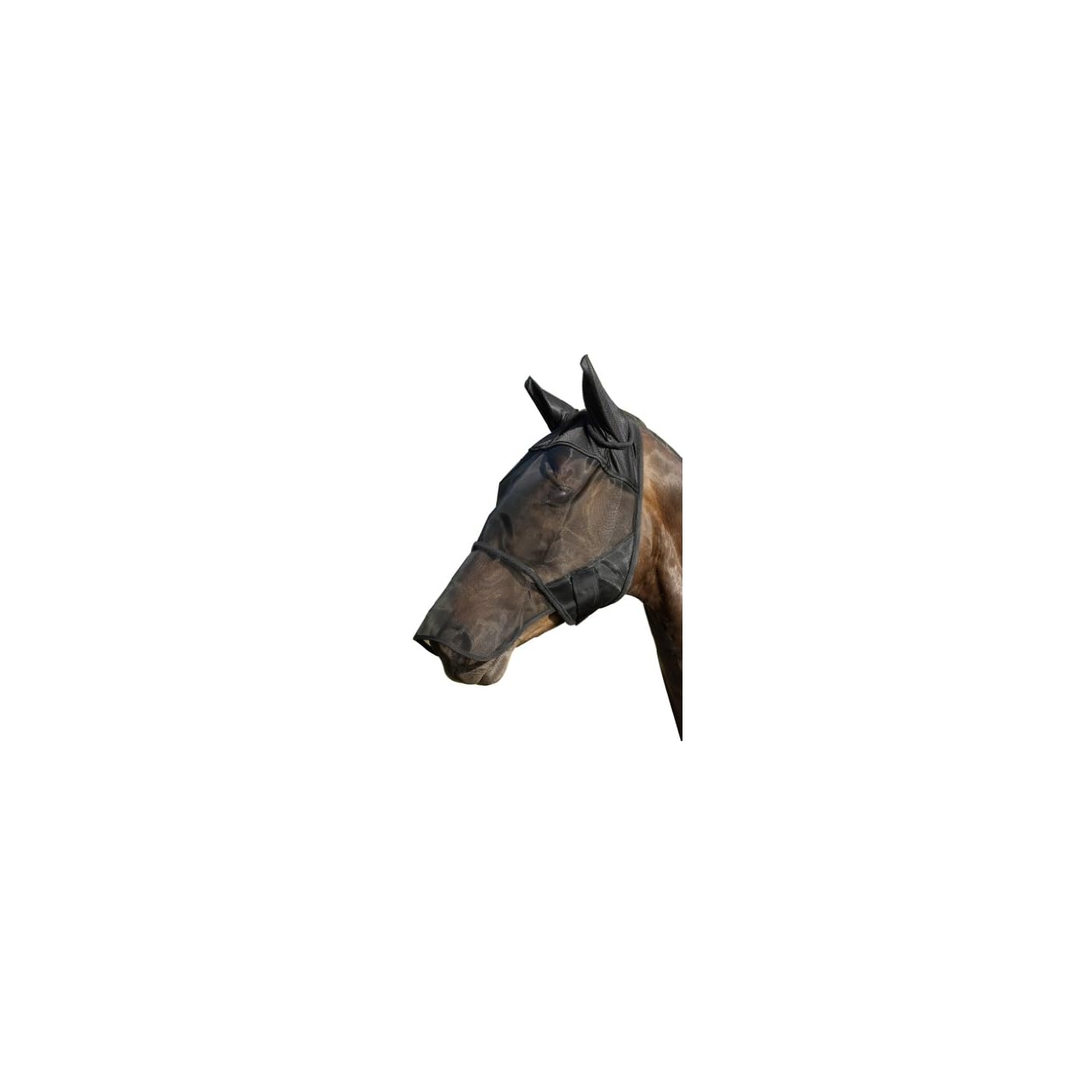 Horse ‘n’ Pony
