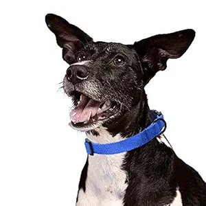 Mile High Life | Dog Collar | Outdoor Simplicity Collection | Soft and Strong Poly Cotton Fabric | Variety Colors | Blue, Large Neck 15