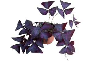 DECOALIVE Trébol de la Suerte (Oxalis Triangularis) Natural Planta de Exterior de Color Púrpura