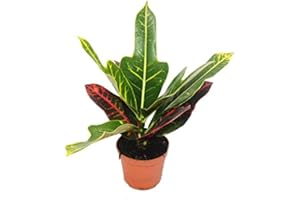 Exotenherz - Wunderstrauch - Croton var. - Codiaeum - 9cm Topf - Zimmerpflanze
