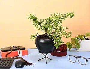 HINS Black Metal Polka Round Shape Flower Plant Pot With Stand (Black, Large) Metal Pots For Indoor Plants I Elevated Garden Planter I Raised Planter I Desk Plant I Raised Planter Box I Ascent Homes Metal Planter I Raised Planter Box With Legs I Brass Pots For Indoor Plants I Golden Planter I Mid Century Plant Stand I Brass Planters For Indoor Plants I Indoor Plant Stand For Living Room I Metal Planters Pot For Indoor Plants designer pots for indoor plants