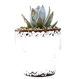 Schönes, kreatives Blumentopf-Design, mit natürlichen Pflanzen, die den Raum mit Lebensfreude füllen.