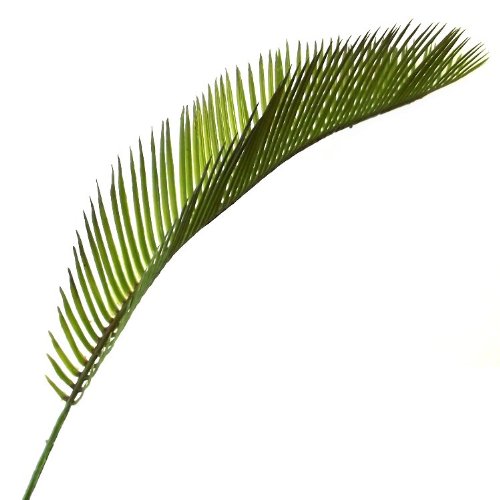 Set aus 3, 41 cm, Cycas Palmenblättern-Deko-Blätter - 5