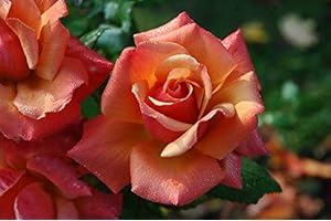 LONGACRES "Remember Me" Garden Rose Bush in 5.5L Pot (Live Plants)