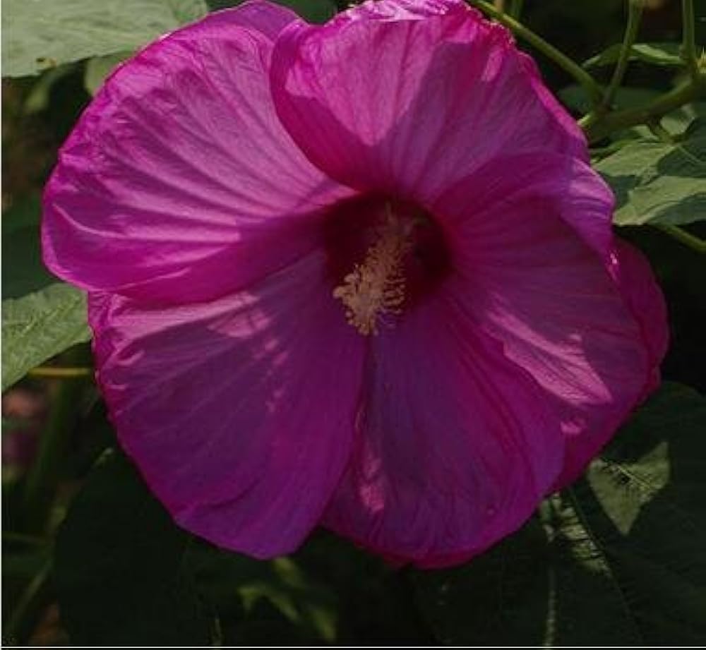 Купить Семена Гибискуса На Озон