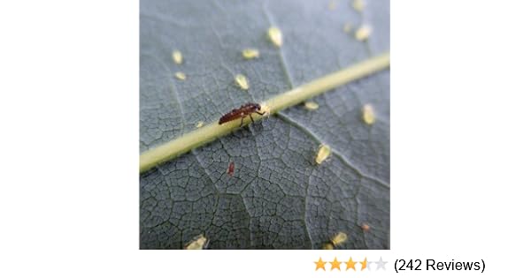 30 Stuck Marienkafer Larven Nutzling Gegen Blattlause