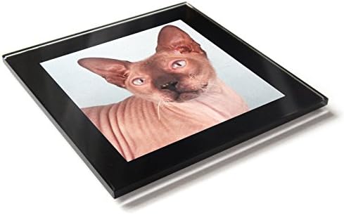 PETERBOLD Furless Cat Kitten Premium Glass Table Coaster with Gift Box