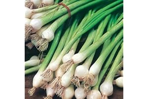 PRETTY WILD SEEDS Vegetable Seeds 60+ Varieties Carrot Pumpkin Cabbage Pea Tomato SWEETCORN Bean Turnip Swde Brussel Onion Cauliflower Fennel Beetroot Herbs (Spring Onion White Lisbon Approx. 100 Seeds)