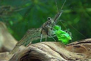 Garnelen Tom Macrobrachium peguense -Inlesee Burma (DNZ) (Planarienfresser), 10 Stück