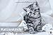 Katzenkinder Posterkalender 2013 by 