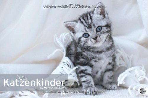 Katzenkinder Posterkalender 2013