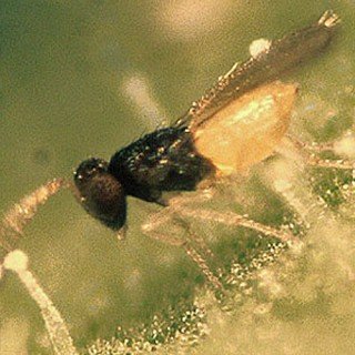 600 Stück EF Schlupfwespen - Nützlinge gegen die weiße Fliege