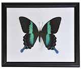 schmetterling echternach Farbe: blau-grün-dunkel Schmetterling im Bilderrahmen,Majestic Green Swallowtail (Papilio blumei)