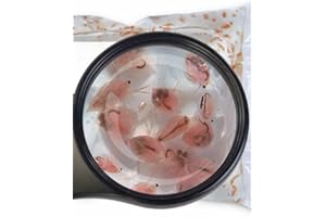 SAHAWA Daphnien (Wasserflöhe) 5 x90ml Beutel für Zierfische Fischfutter Lebendfutter