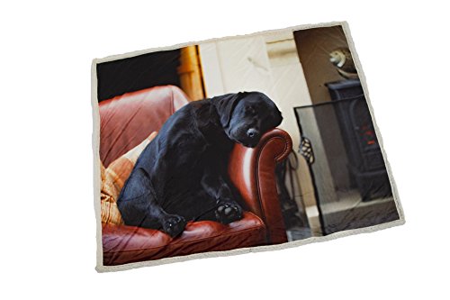 COUNTRY MATTERS Sleeping Lab Soft Touch Throw, Polyester, Multi-Colour, Single COUNTRY MATTERS Sleeping Lab Soft Touch Throw, Polyester, Multi-Colour, Single