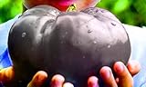 tomate dulce calorias Bonsai s mÃ¡s grandes beefsk tomate, 100 pc / paquete, la herencia gigante del fruto de tomate huerta orgÃ¡nica se; nuevo dulce del mundo & # 39: negro