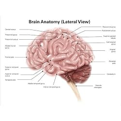 Cuadro sobre lienzo 160 x 120 cm: Human brain anatomy, lateral view.