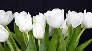 ISEE 360Artificial White Rose Flowers Wall Laminated Posters for Home Living Kids Study Bed Room Kitchen Office Decor Stylish Printed Wall Poster 300 GSM L X H 17 X 10 Inches