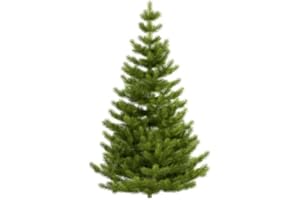 RP Seeds Picea Abies (Norway Spruce) - Large Packet - 100 Seeds